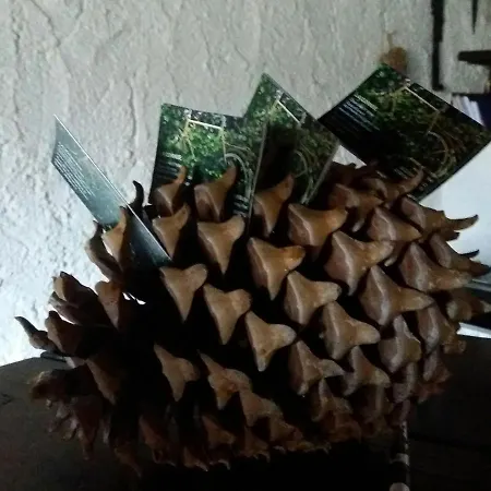 Bed & Breakfast La Cornue Bertrix